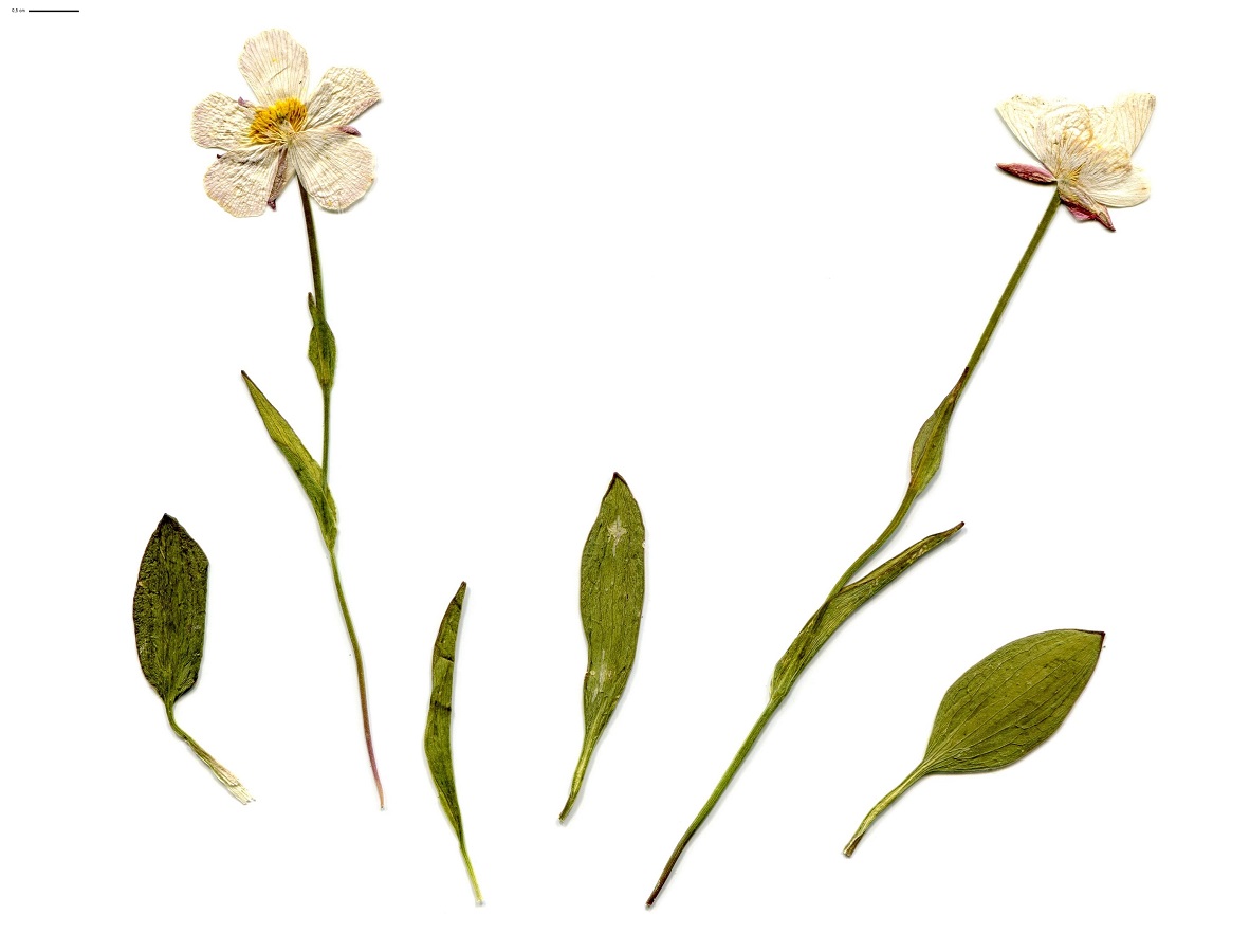 Ranunculus amplexicaulis (Ranunculaceae)